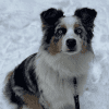 Training Testimonial dog Training Testimonial dog